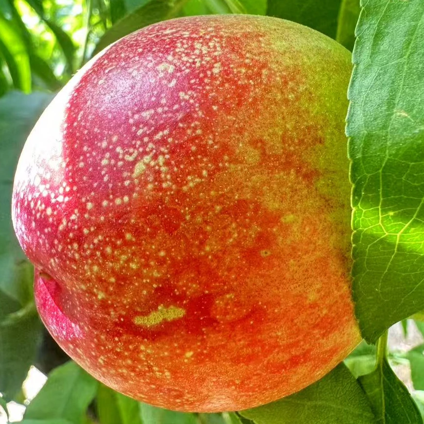 【太行油桃】黄心油桃 麻点油桃 黄金油桃 23.9/5斤当季新鲜水果桃子河南省