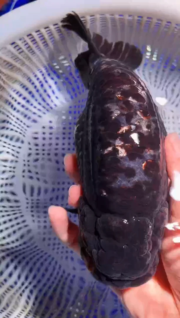 金鱼（运费自理，马印灯照射）福州追鱼兰寿金鱼