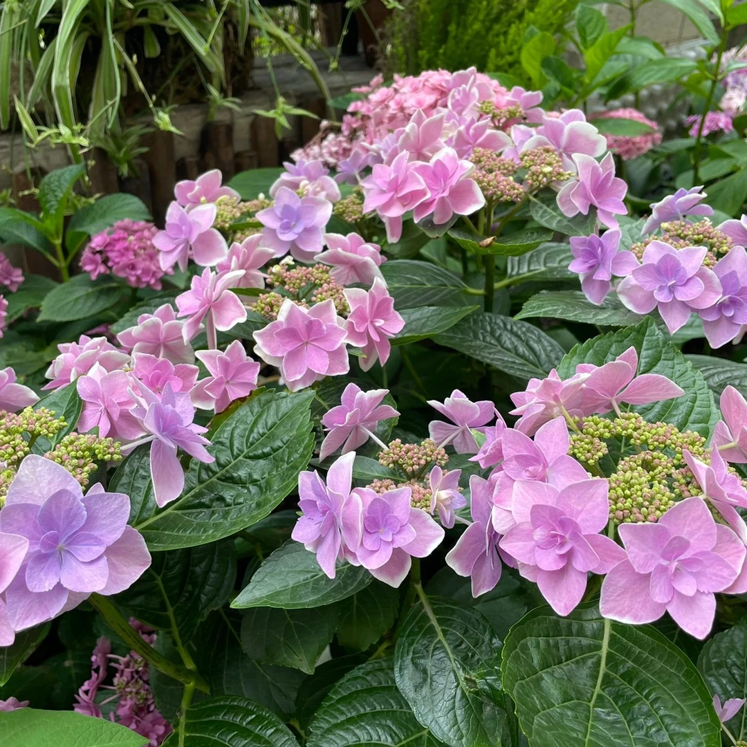 【四颗绣球苗】阳台爆花组合划算包邮到家