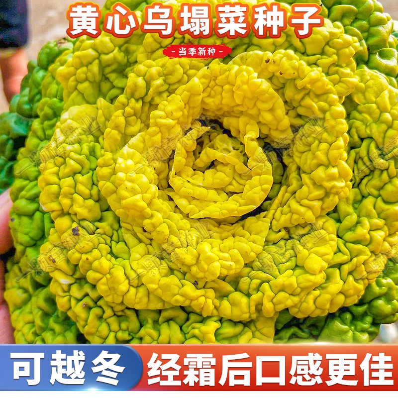 黄心乌菜黄心菜新鲜乌塌菜四季白菜冬天青菜蔬菜孑黑菜秋冬季