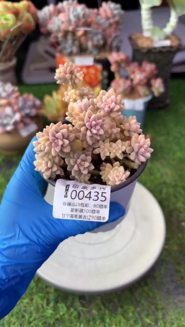 昆明印象多肉00435