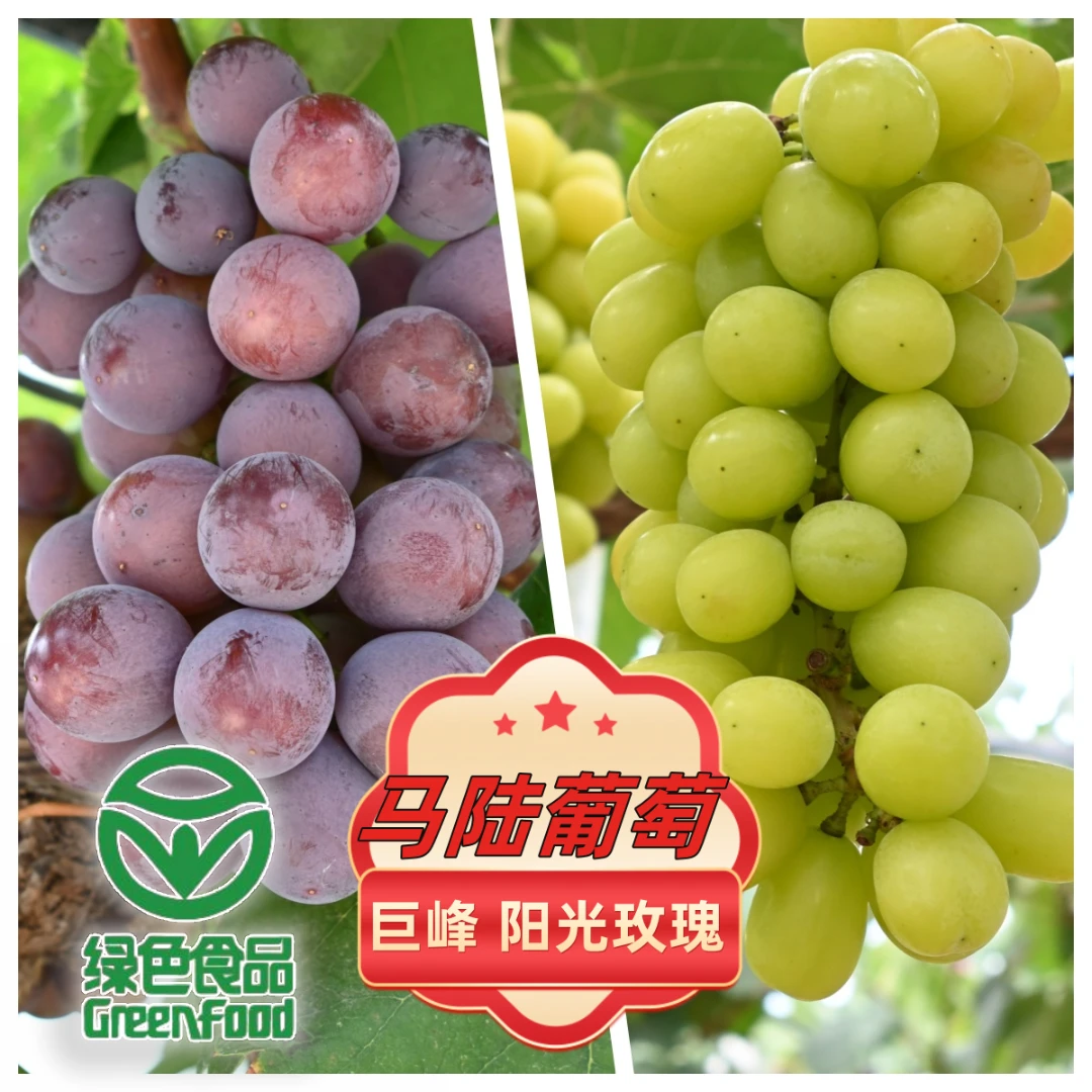 马陆葡萄正宗当季惠娟巨峰+阳光玫瑰双拼新鲜丰富可口