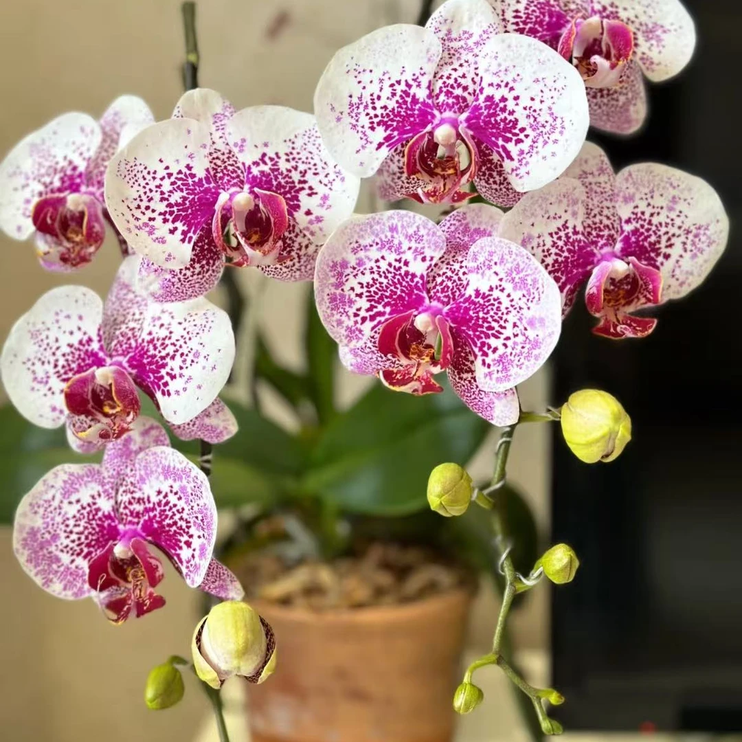 【龙树枫叶】蝴蝶兰桌面阳台盆栽花卉绿植花卉年宵花
