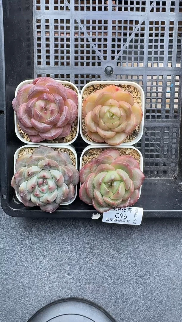 珍妮杂交多肉C96