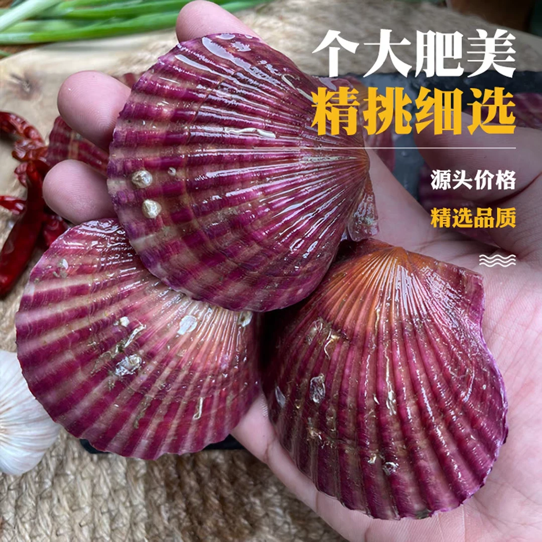 5斤鲜活小红贝【免洗无沙】鲜肥美现捞现发顺丰发货保鲜到家A