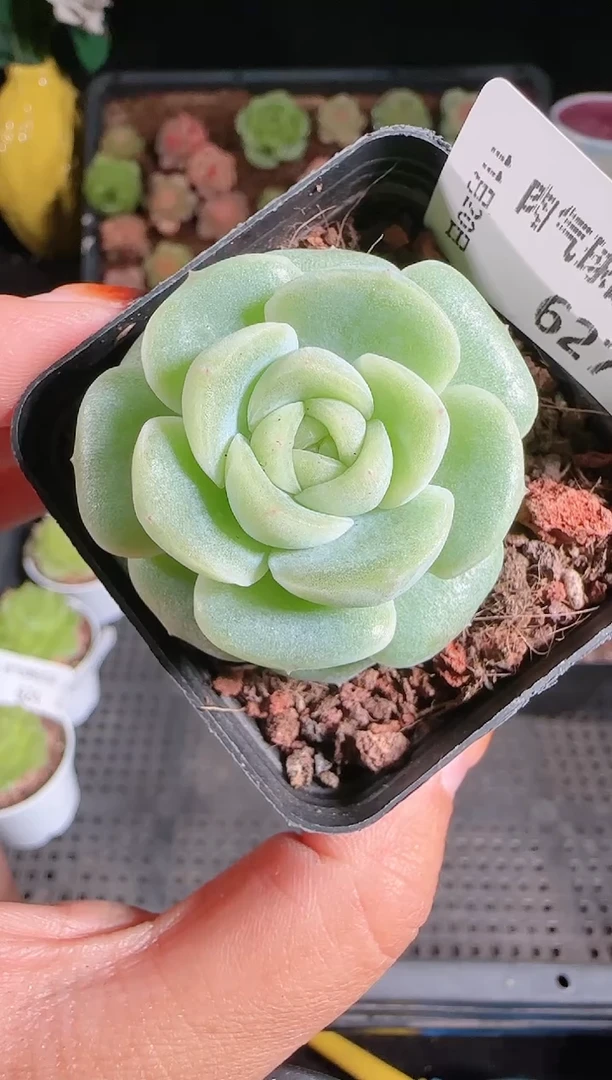 1120-627冰心27群生不包整