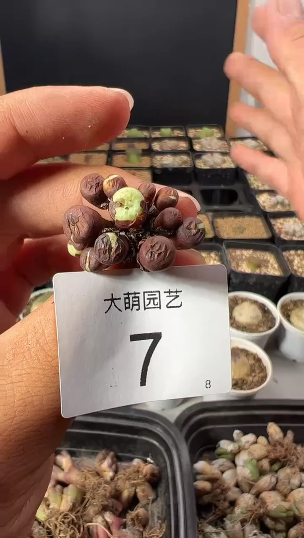 一物一拍            7