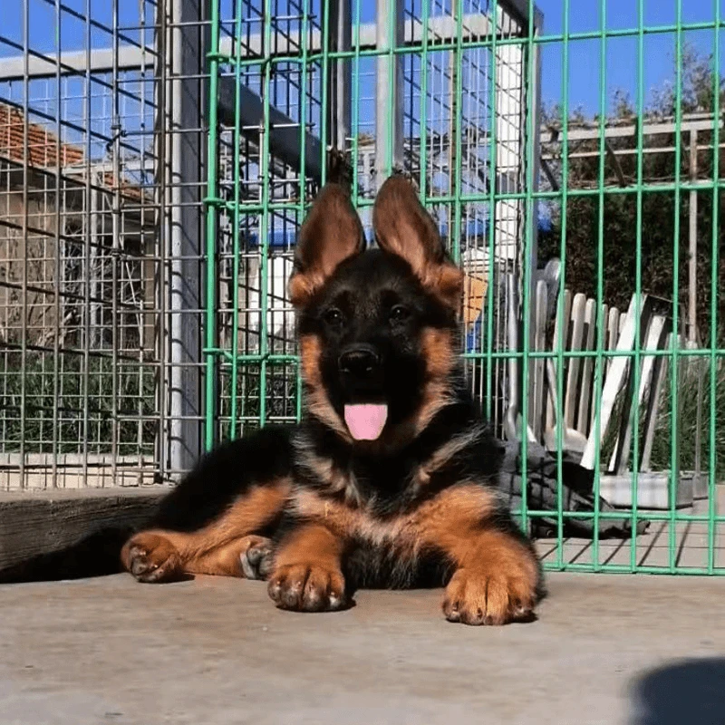 纯种马犬大型宠物狗，以直播间实物为准