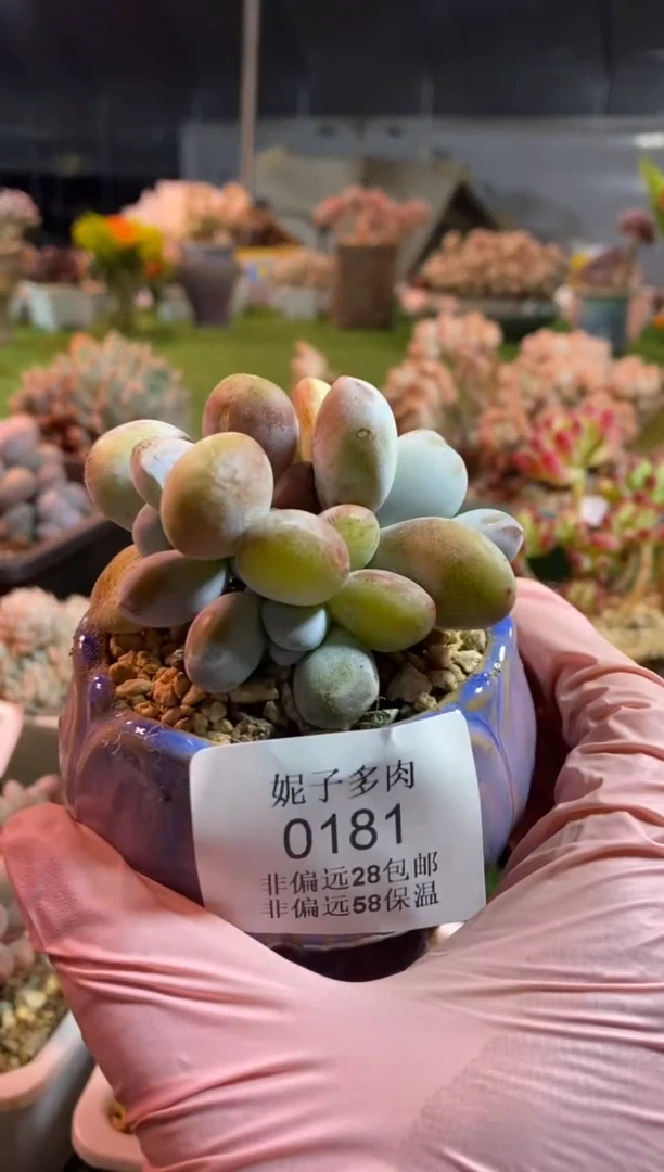 【闪购商品】0181a