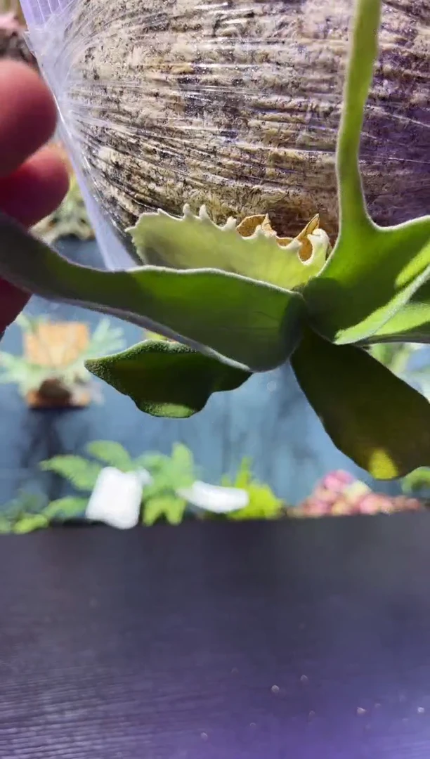 完全开放板植编号31 野银杰克森