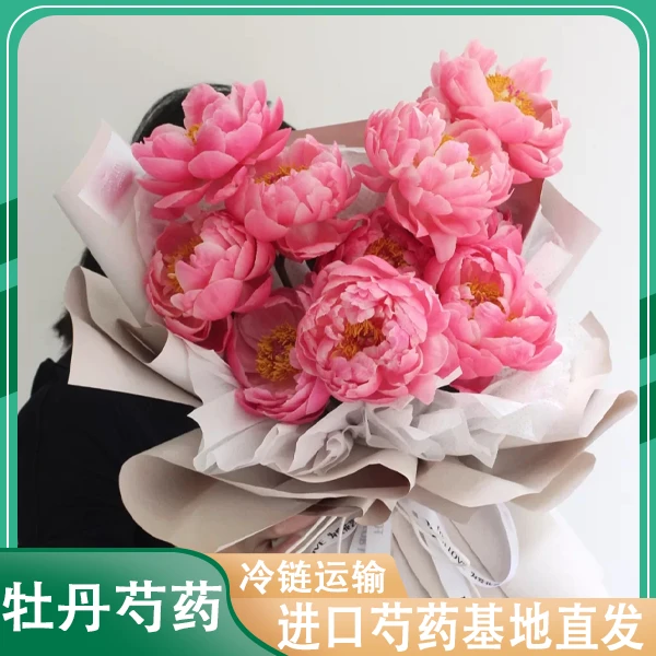 『现货-夏威夷珊瑚』芍药鲜切花 重瓣大芍药山东基地直发