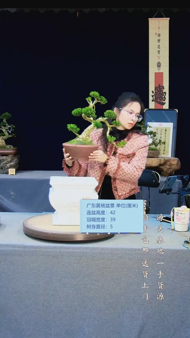 【闪购商品】雀舌黄杨盆景雀舌黄杨盆景