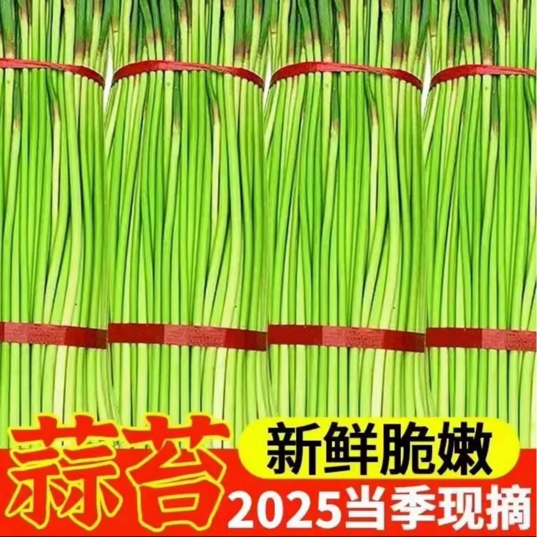 农家自种新鲜应季红帽蒜苔嫩蒜苔1斤3斤5斤包邮