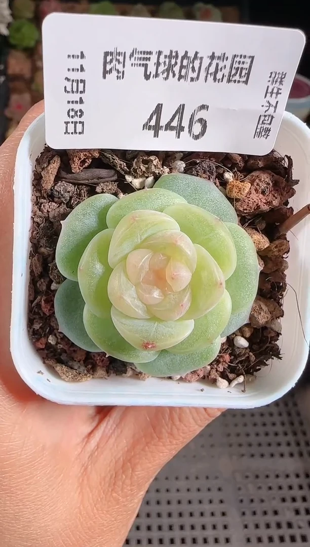 1118-446星月麦秆群生不包整