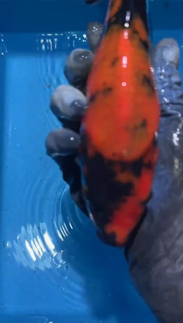 锦鲤点关注右下角竞拍链接出价