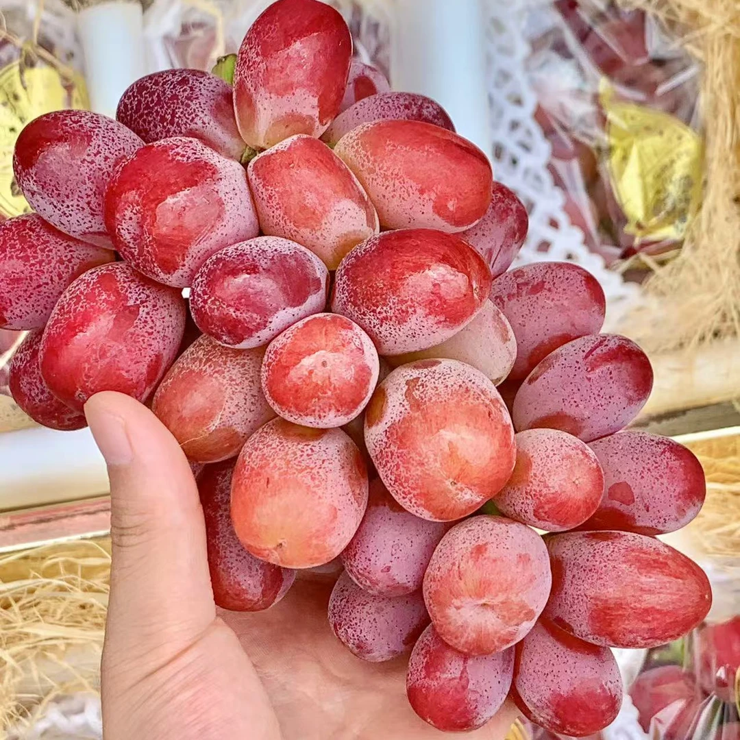 荔枝香葡萄 来自新疆 果肉细嫩 口感纯甜 香气十足 礼盒装新疆维吾尔自治区