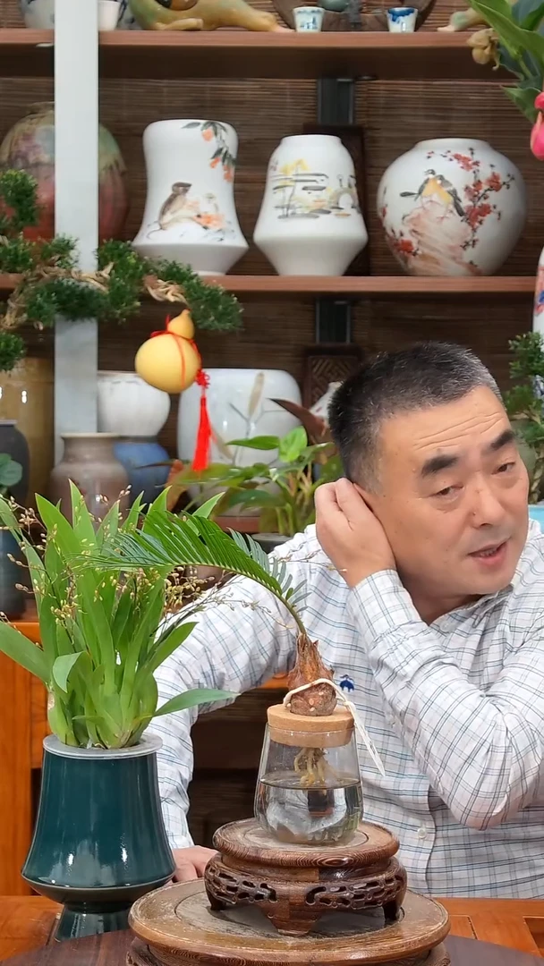 全部花苞笨**笨水之韵水培铁树