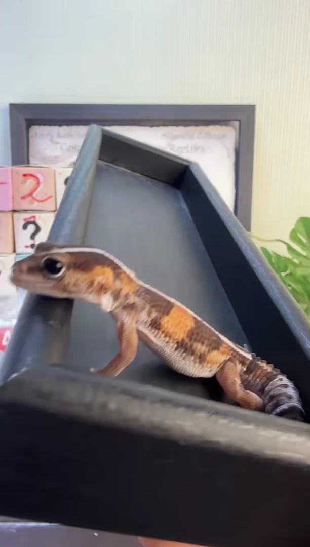 肥尾守宫肥尾守宫