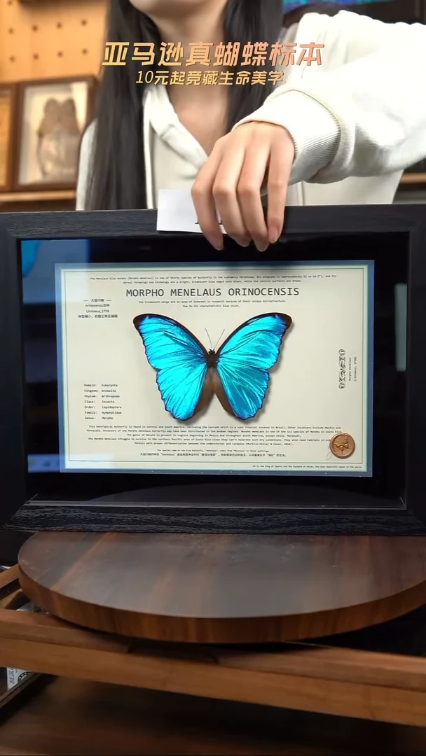 蝴蝶标本摆件竞拍121