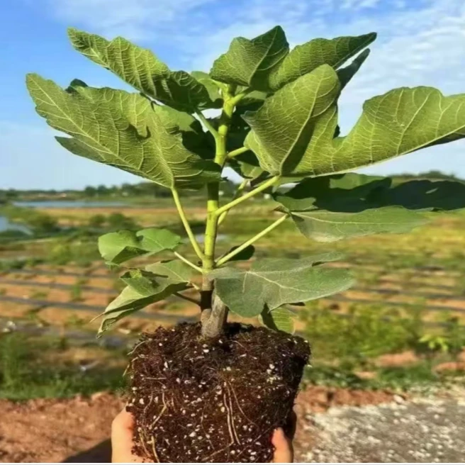 久留米无花果树苗盆栽地栽均可阳台小院种植果树苗