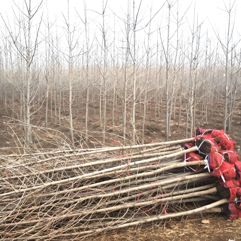 金叶银杏树苗白果树庭院绿化占地苗大苗耐寒风景树银杏旺宅树