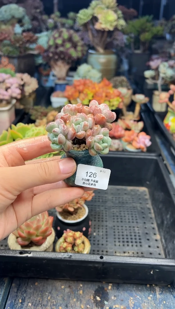 ¢****·126         带盆
