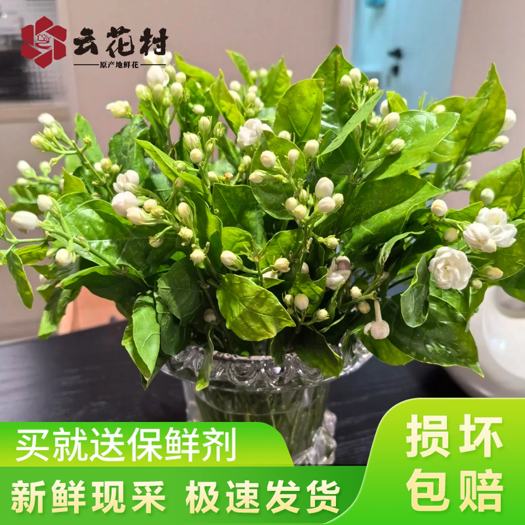 【茉莉花】带香味轻微掉花苞云南鲜花全店任意两件升级顺丰送货上门