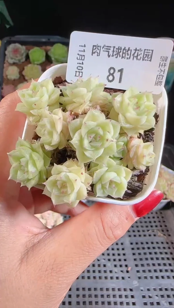 1110-81群生不包整