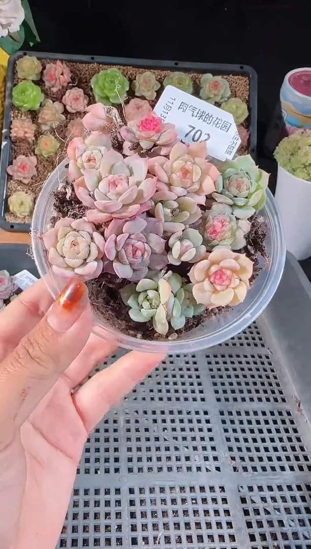 1113-702切糕群生不包整