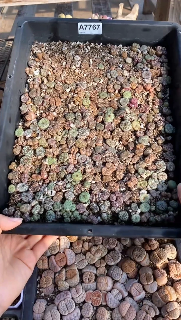 【闪购商品】7767直播一物一拍