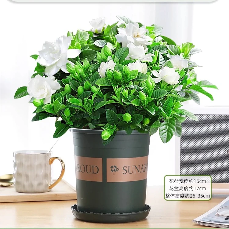 浓香型栀子花带花苞发货花卉植物室内客厅阳台水培绿植四季好养