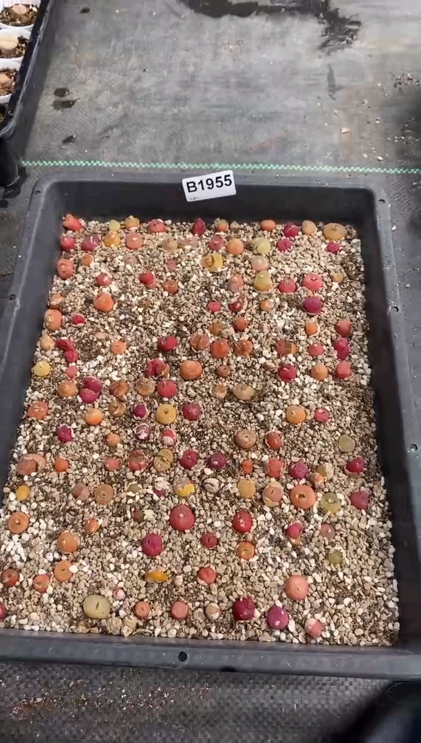 【闪购商品】1955直播一物一拍