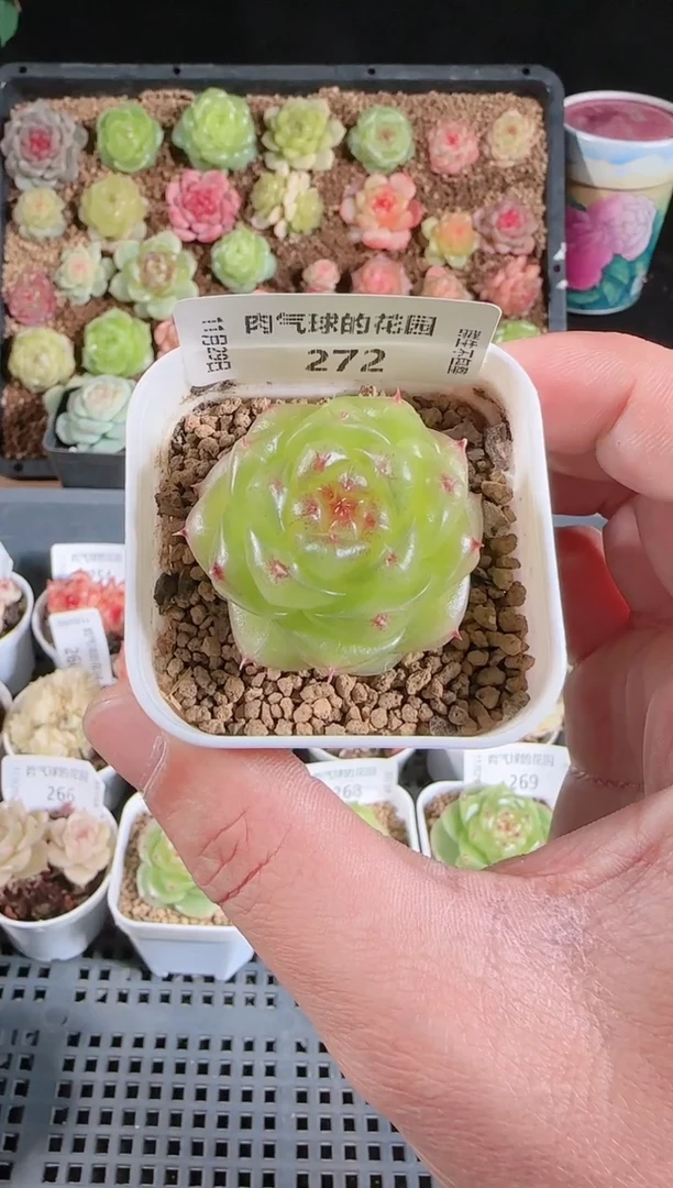 多肉1129-272无双群生不包整