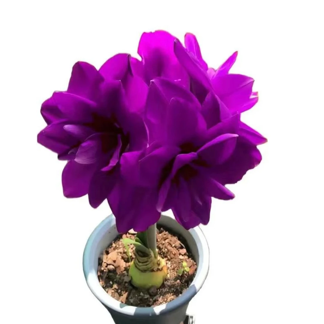 紫袍）朱顶红种球6-8厘米【1颗】