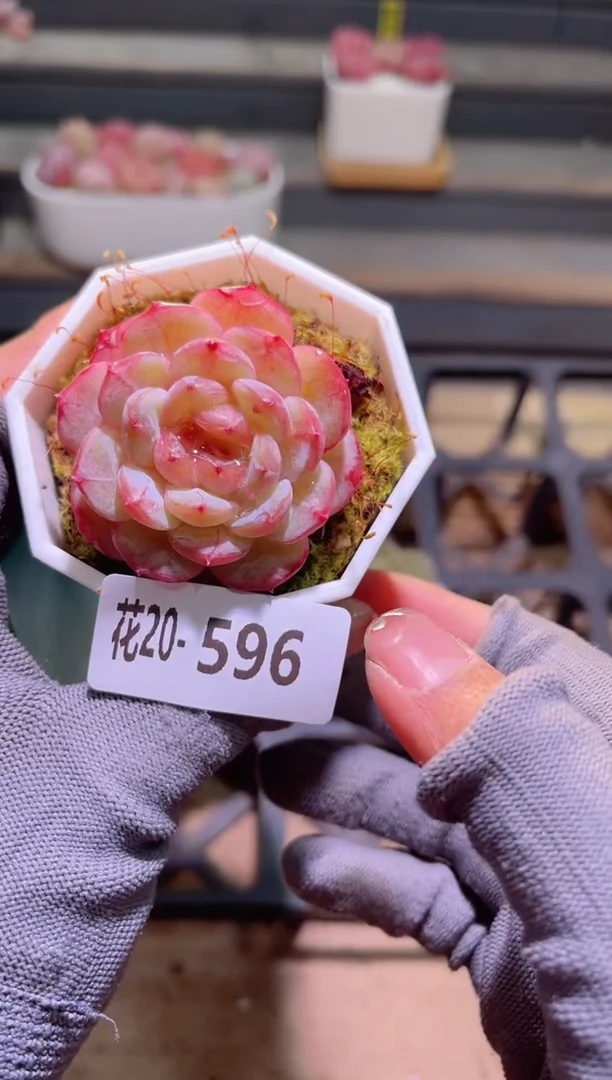 【闪购商品】20-596雪颜玉