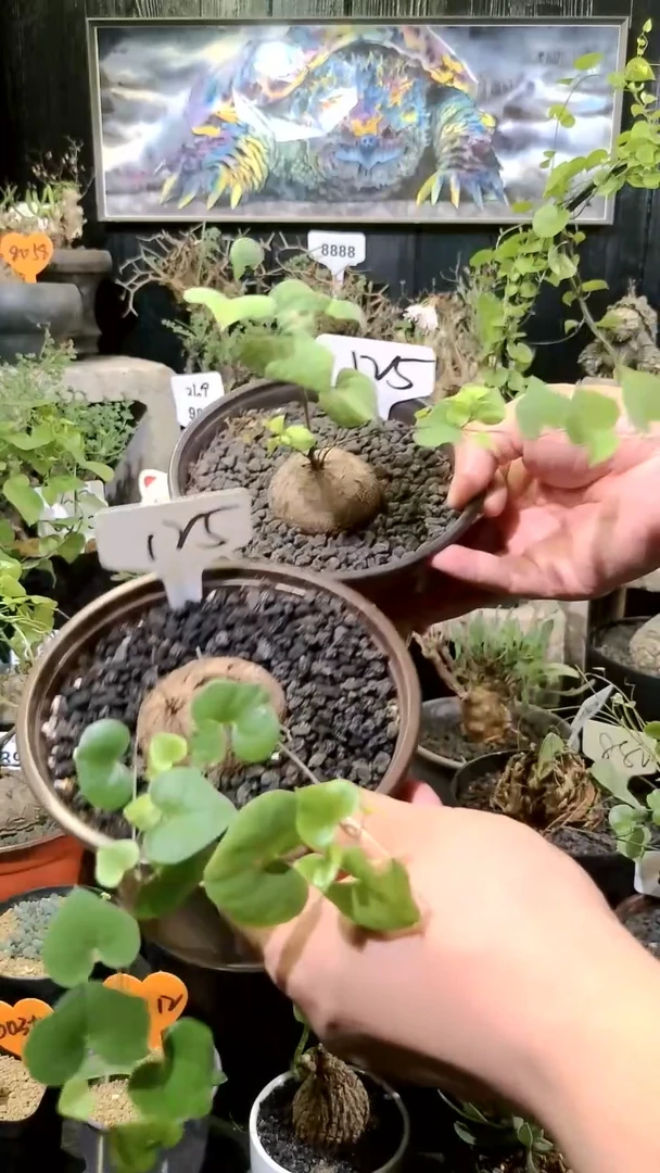 125号1117福利南非龟甲龙买一送一