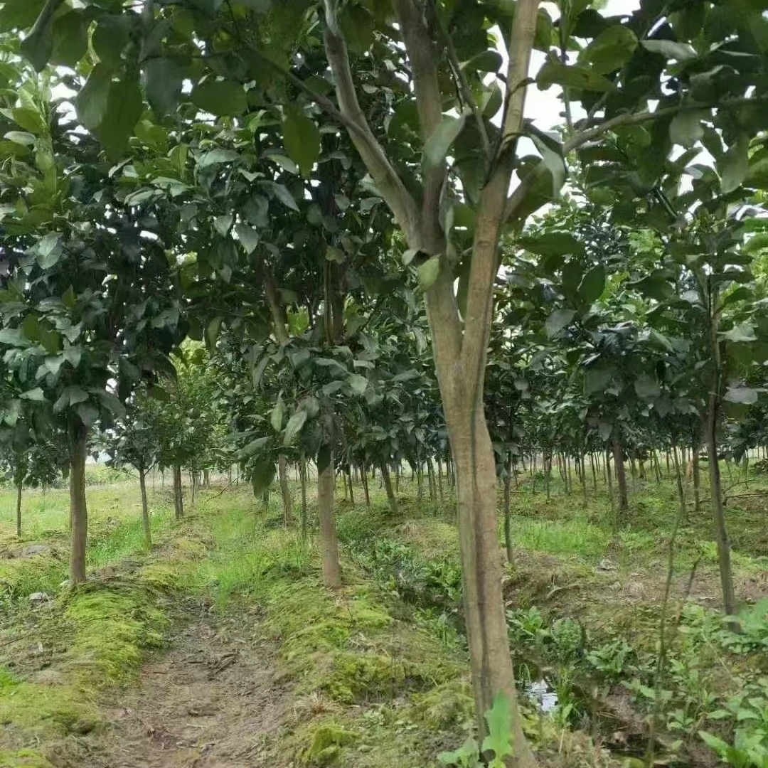 美创红心马家柚树苗秋季热销