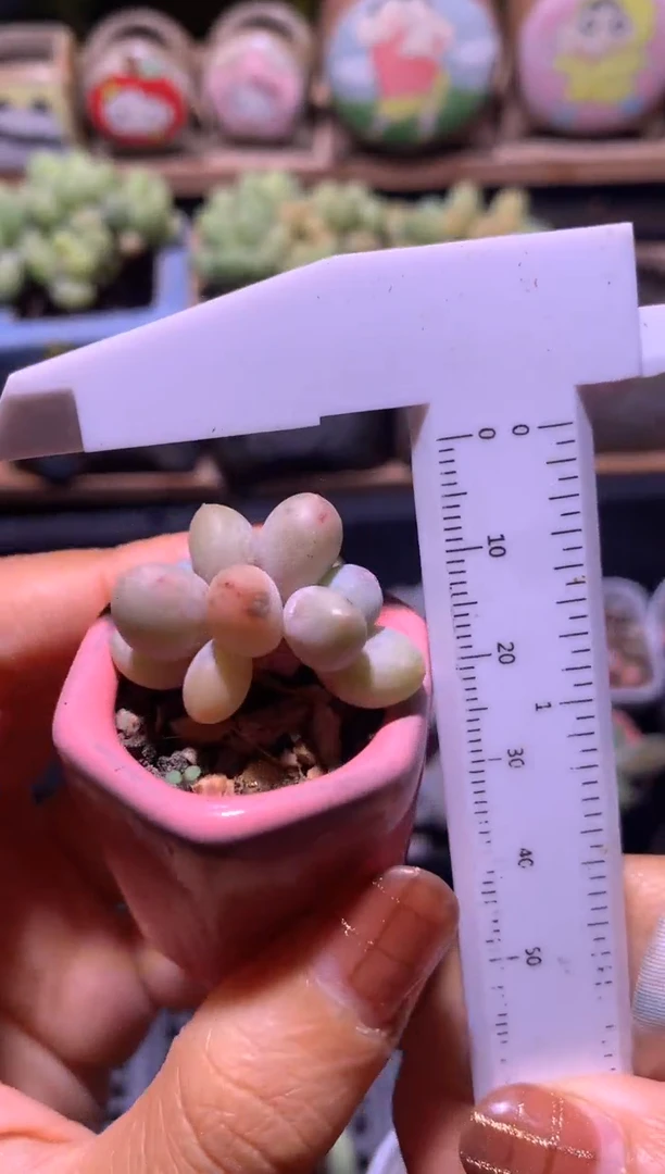 双头蛋黄奶酪脱土发货