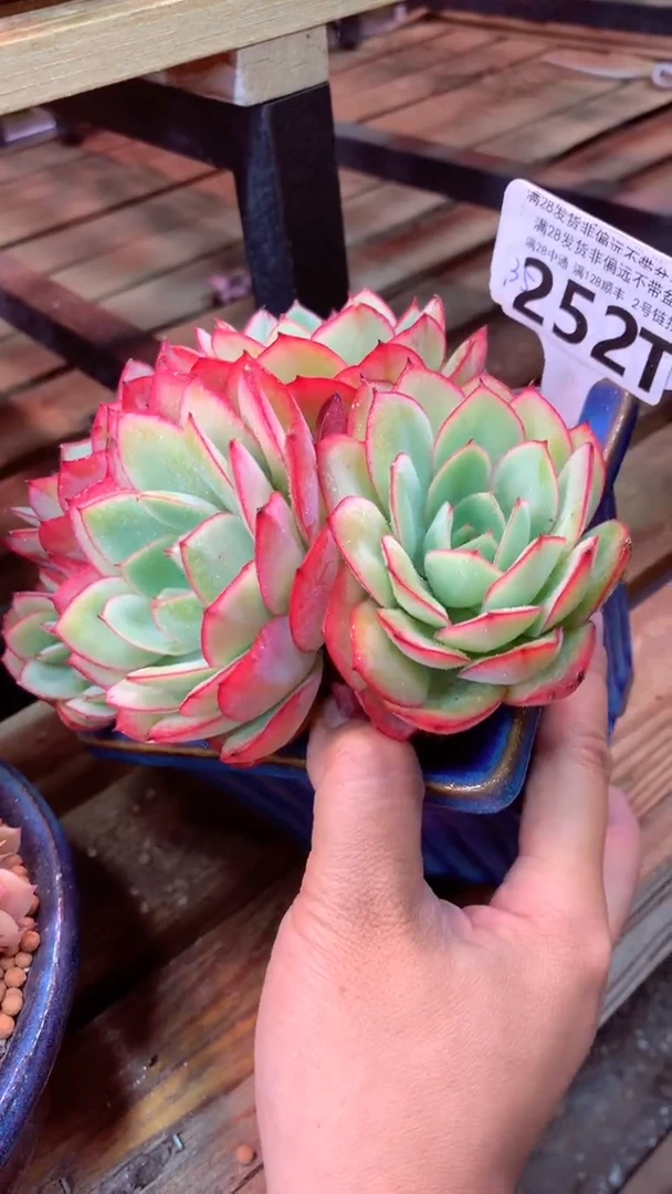 252T（一物一拍实付满28发货，默认不带盆土）