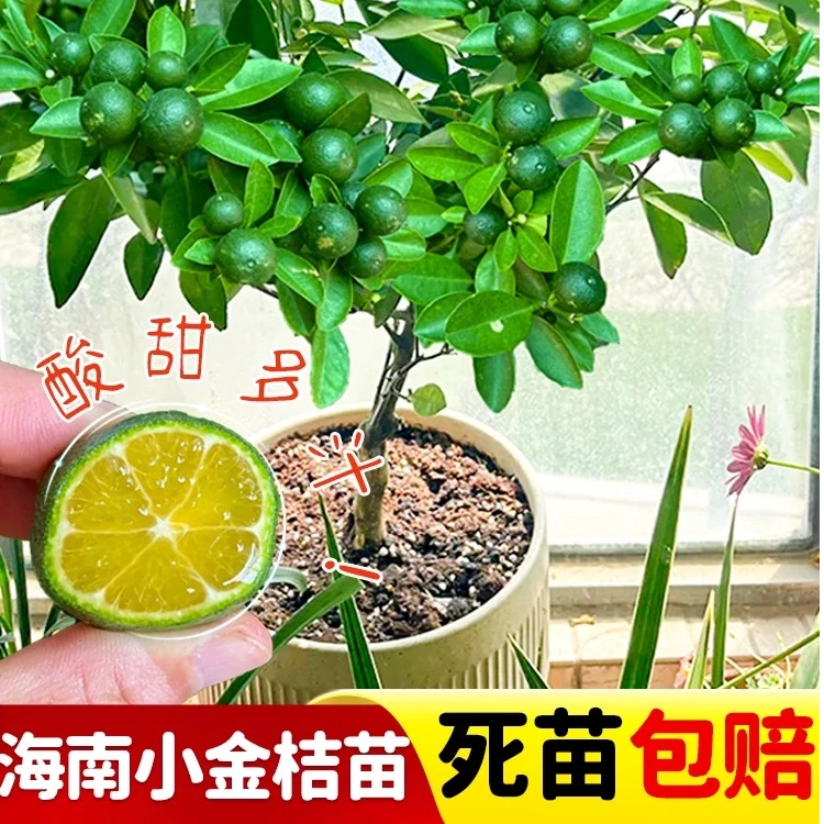 海南小青桔树苗奶茶点专用小青桔四季结果嫁接金桔柠檬果树苗耐寒