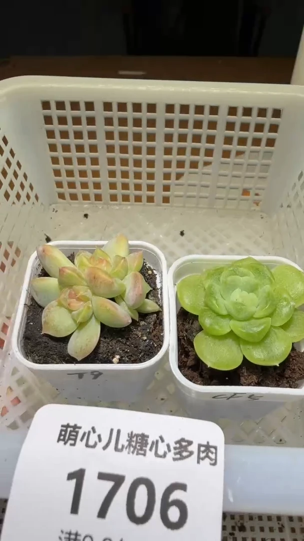 1706多肉植物多肉植物
