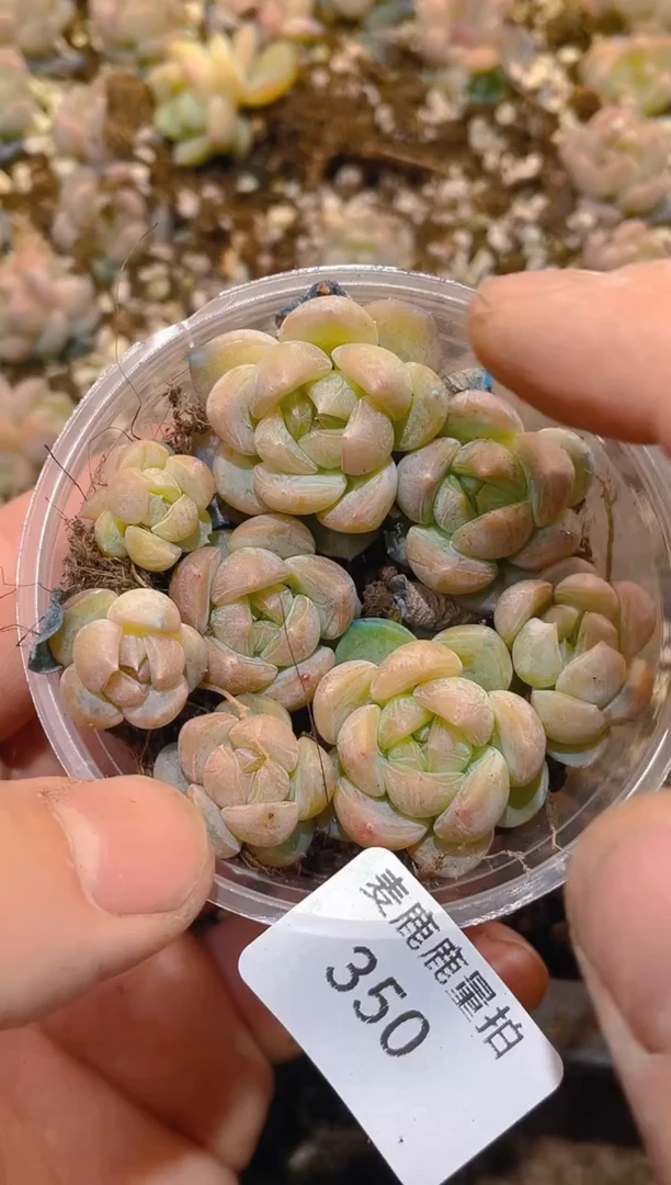 350金丹珍妮     量拍