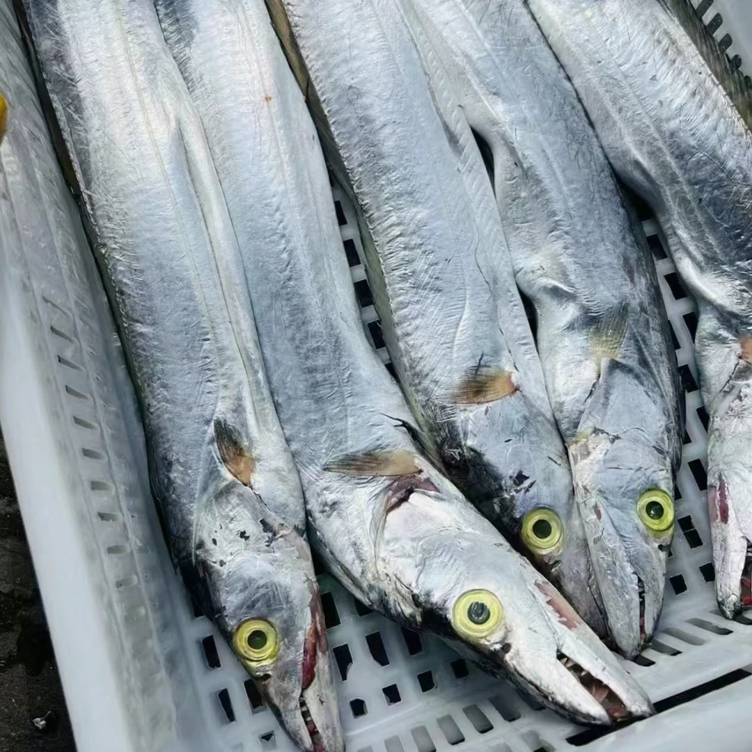 南海海域 野生油带鱼 大带鱼 顺丰冷链 码头直发