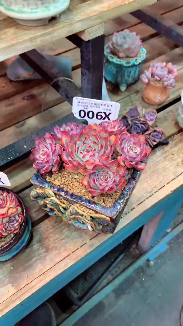 006X（一物一拍实付满28发货，默认不带盆土）