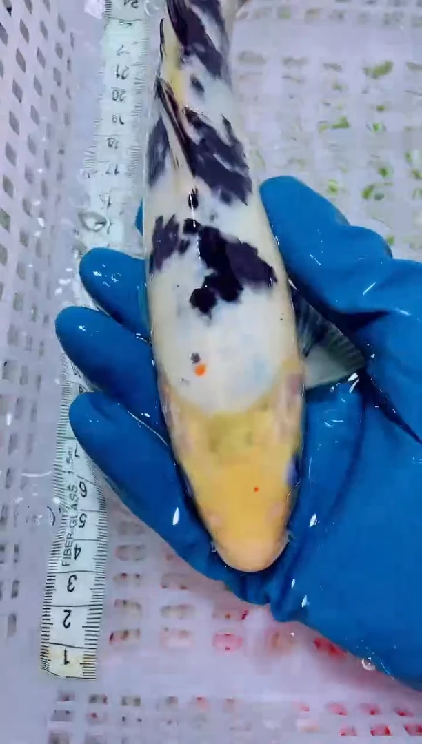 锦鲤血统锦鲤全场包邮2