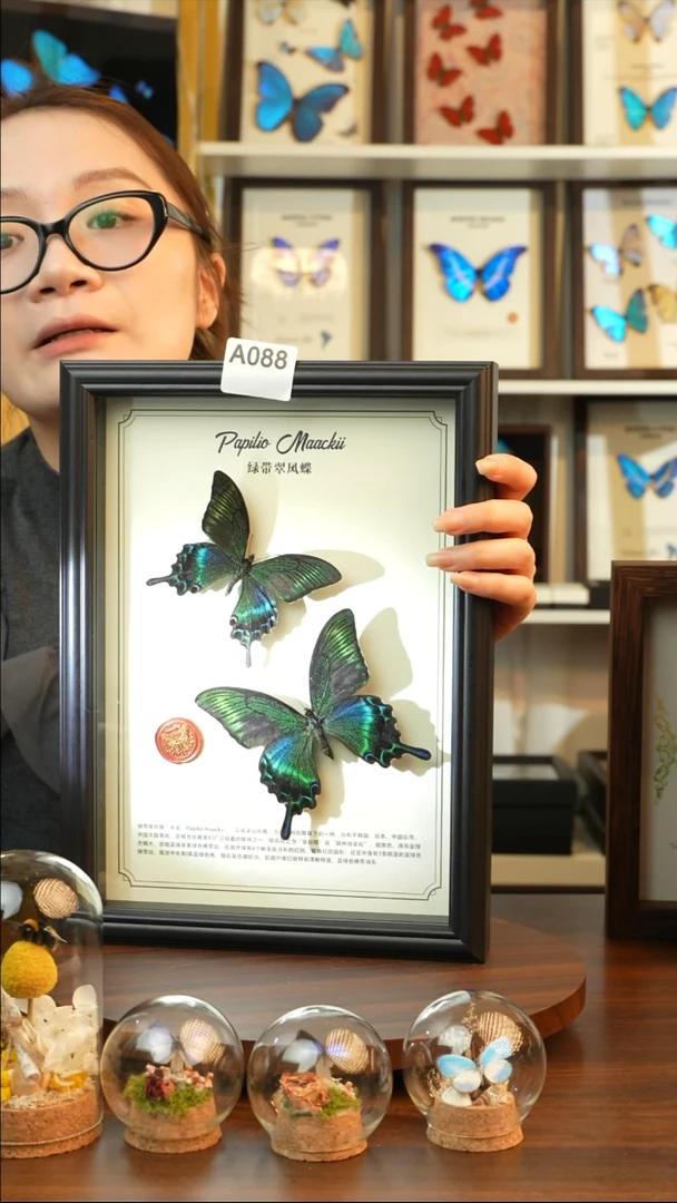 绿带翠凤蝶夏款双蝶（A4黑框）A088