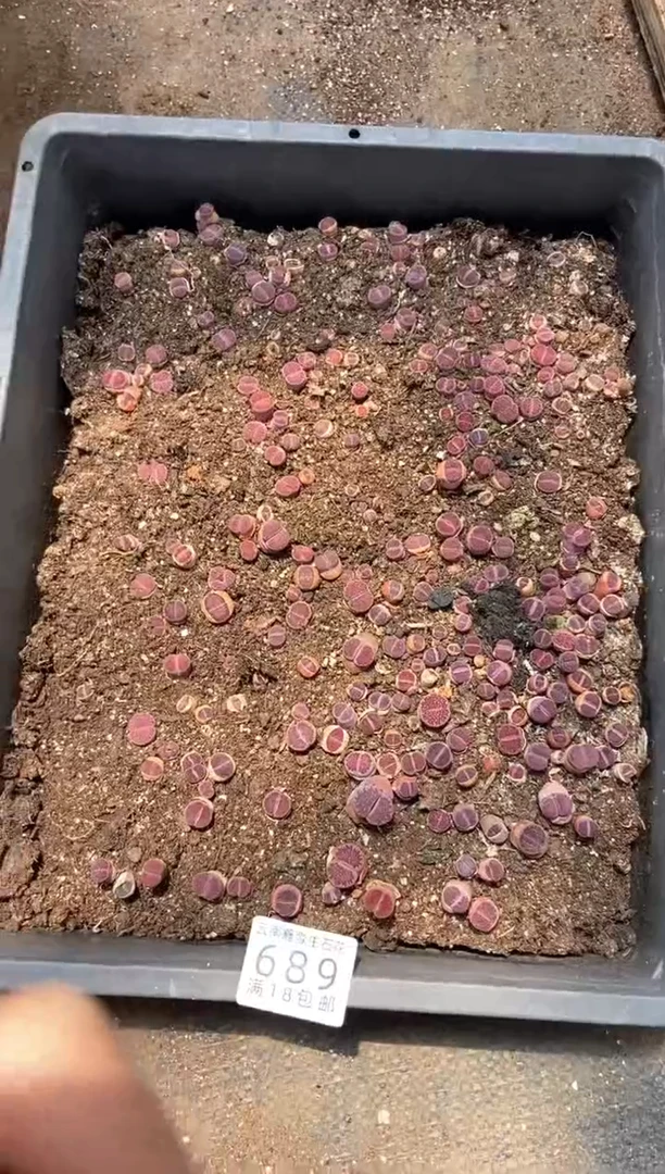 689特价紫色框有疤瑕疵带土不带盆发货