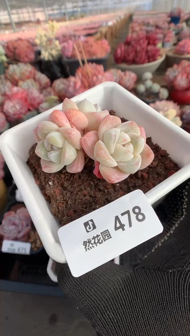 478冰玉多肉植物一物一拍