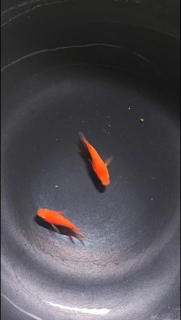 青鳉鱼观背青鳉012