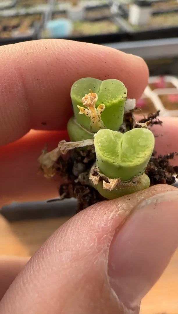 【闪购商品】20-269